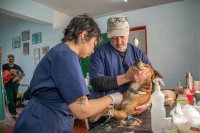 EU verbiedt straks de verkoop van pups in winkels