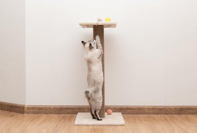 Een kat in huis zonder gekrab!