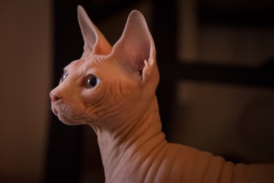 Scottish fold en sphynx mogen niet meer als huisdier