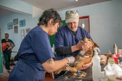 EU verbiedt straks de verkoop van pups in winkels